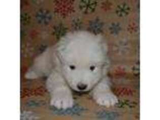 Samoyed Puppy for sale in Colorado Springs, CO, USA