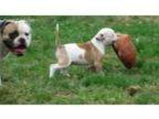 American Bulldog Puppy for sale in Enfield, CT, USA