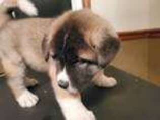 Akita Puppy for sale in Greensboro, NC, USA