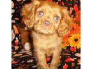 Cavalier King Charles Spaniel Puppy for sale in Woonsocket, RI, USA