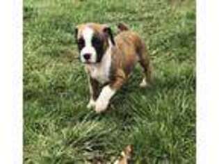 Boxer Puppy for sale in Rices Landing, PA, USA