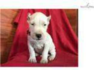 Dogo Argentino Puppy for sale in Lancaster, PA, USA