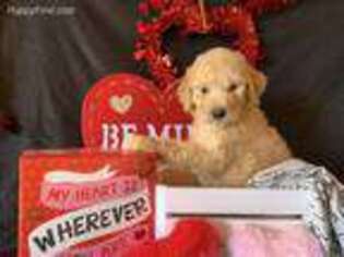 Goldendoodle Puppy for sale in Atlanta, GA, USA