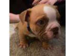 Bulldog Puppy for sale in Sylvania, OH, USA