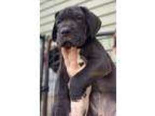 Great Dane Puppy for sale in Fox River Grove, IL, USA