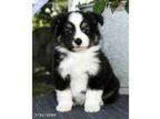 Miniature Australian Shepherd Puppy for sale in Winchester, OH, USA