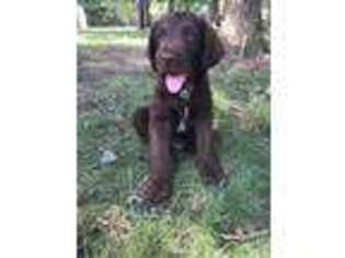Labradoodle Puppy for sale in Mc Caysville, GA, USA