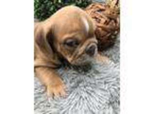 Bulldog Puppy for sale in Barbourville, KY, USA