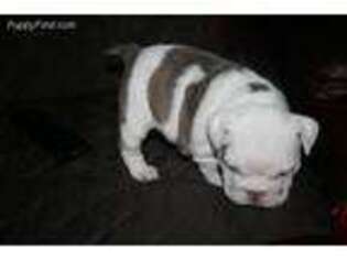Bulldog Puppy for sale in Sierra Vista, AZ, USA