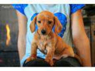 Dachshund Puppy for sale in Millersburg, OH, USA