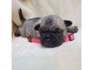 French Bulldog Puppy for sale in Afton, WY, USA