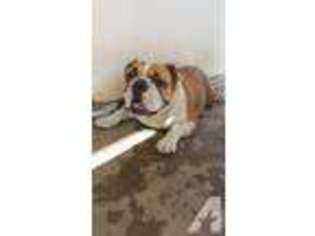 Bulldog Puppy for sale in EL PASO, TX, USA