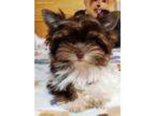 Yorkshire Terrier Puppy for sale in Pelham, NH, USA