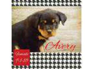 Rottweiler Puppy for sale in Penns Creek, PA, USA