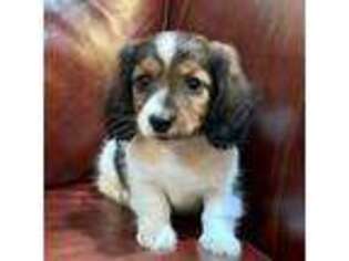 Dachshund Puppy for sale in Litchfield, MI, USA