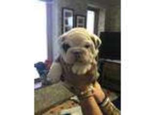 Bulldog Puppy for sale in Abilene, KS, USA