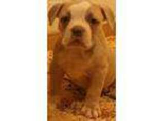 American Bulldog Puppy for sale in Milwaukee, WI, USA