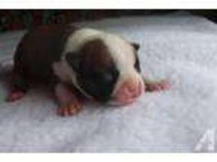 Boston Terrier Puppy for sale in HAMDEN, NY, USA