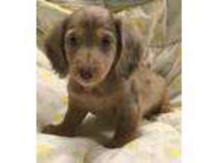 Dachshund Puppy for sale in Canaseraga, NY, USA
