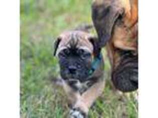 Bullmastiff Puppy for sale in Douglas, WY, USA