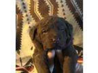 Chesapeake Bay Retriever Puppy for sale in Grygla, MN, USA
