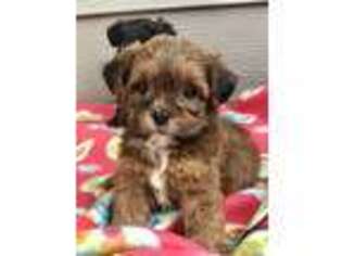 Shih-Poo Puppy for sale in Gurnee, IL, USA