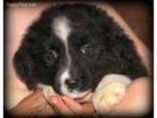 Australian Shepherd Puppy for sale in Dorset, OH, USA