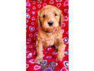 Goldendoodle Puppy for sale in Leon, KS, USA