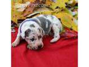 Great Dane Puppy for sale in Rineyville, KY, USA