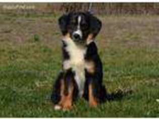 Miniature Australian Shepherd Puppy for sale in Yamhill, OR, USA