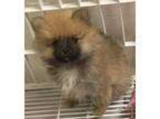 Pomeranian Puppy for sale in Northport, AL, USA