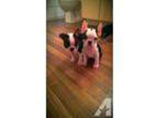 Boston Terrier Puppy for sale in MIDDLEBURG, FL, USA