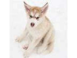 Alaskan Malamute Puppy for sale in Anchorage, AK, USA