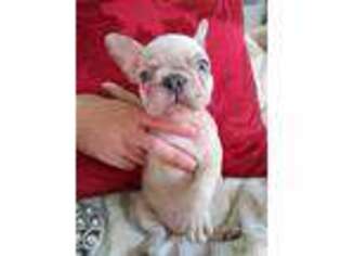 French Bulldog Puppy for sale in O Fallon, MO, USA