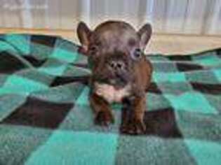 French Bulldog Puppy for sale in Scranton, IA, USA
