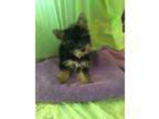 Yorkshire Terrier Puppy for sale in Sterling City, TX, USA