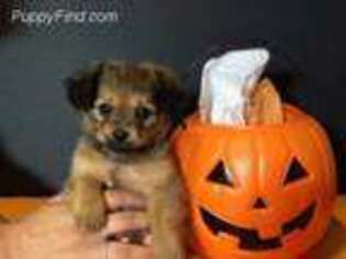 Yorkshire Terrier Puppy for sale in Richmond, VA, USA