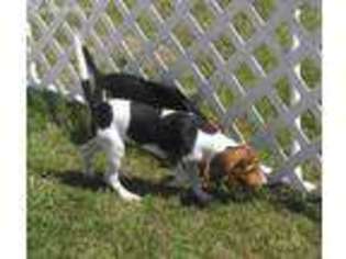 Beagle Puppy for sale in Rattan, OK, USA