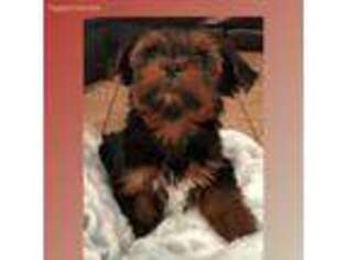 Yorkshire Terrier Puppy for sale in Gulf Shores, AL, USA