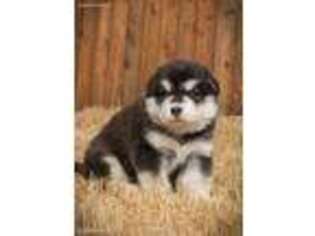 Alaskan Malamute Puppy for sale in Princeton, TX, USA