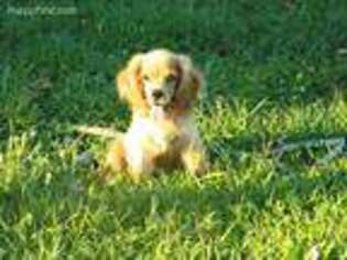 Cocker Spaniel Puppy for sale in Gainesville, MO, USA