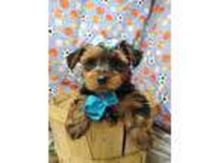 Yorkshire Terrier Puppy for sale in Bolingbrook, IL, USA