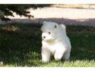 Samoyed Puppy for sale in Fort Collins, CO, USA