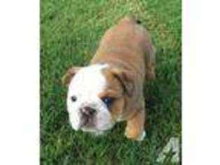 Bulldog Puppy for sale in CAMERON, MO, USA