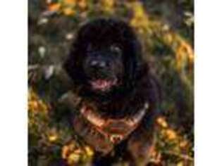 Newfoundland Puppy for sale in Cottage Grove, OR, USA