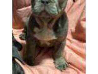 French Bulldog Puppy for sale in Cape May Court House, NJ, USA