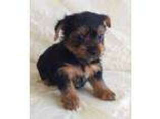 Yorkshire Terrier Puppy for sale in HIALEAH, FL, USA