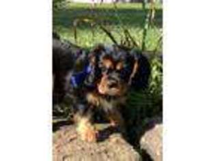 Cavalier King Charles Spaniel Puppy for sale in Farmington, MO, USA
