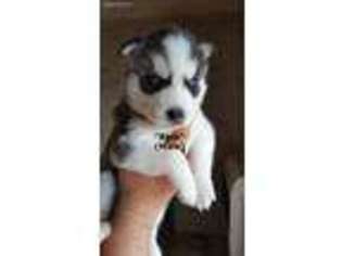 Siberian Husky Puppy for sale in North Adams, MI, USA