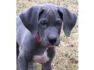 Great Dane Puppy for sale in Georgetown, KY, USA